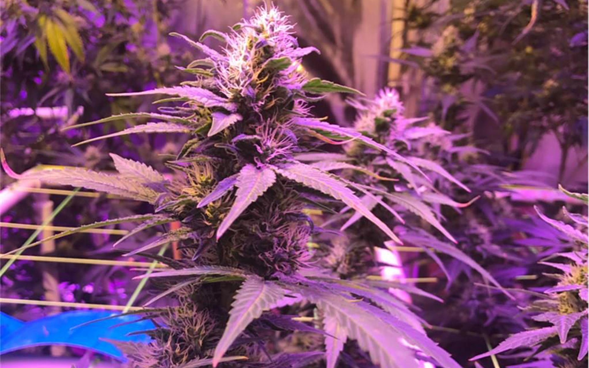 Purple #1