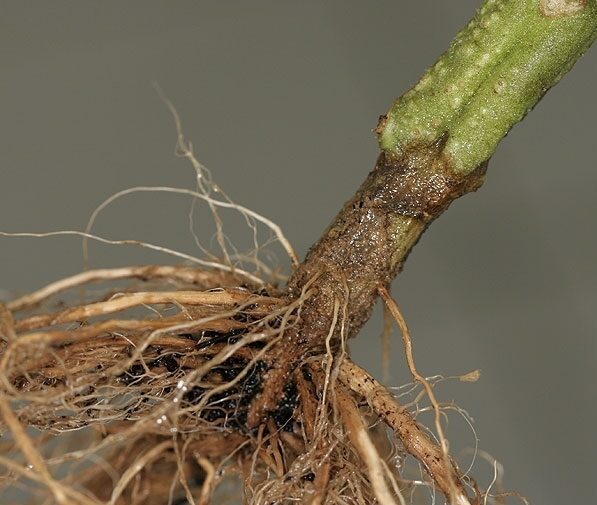 Il Pythium è un altro fungo parassita che distrugge la radice e impedisce alla pianta di nutrirsi. Attacca principalmente i semi e i semenzali che hanno poca resistenza alle malattie.