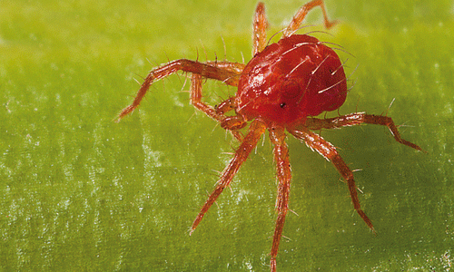 I ragnetti rossi ( Tetranychus urticae ) sono minuscoli acari di circa 0,5 millimetri, Famiglia tetranychids in grado di girare ragnatele, in modo che possono essere confusi con loro.