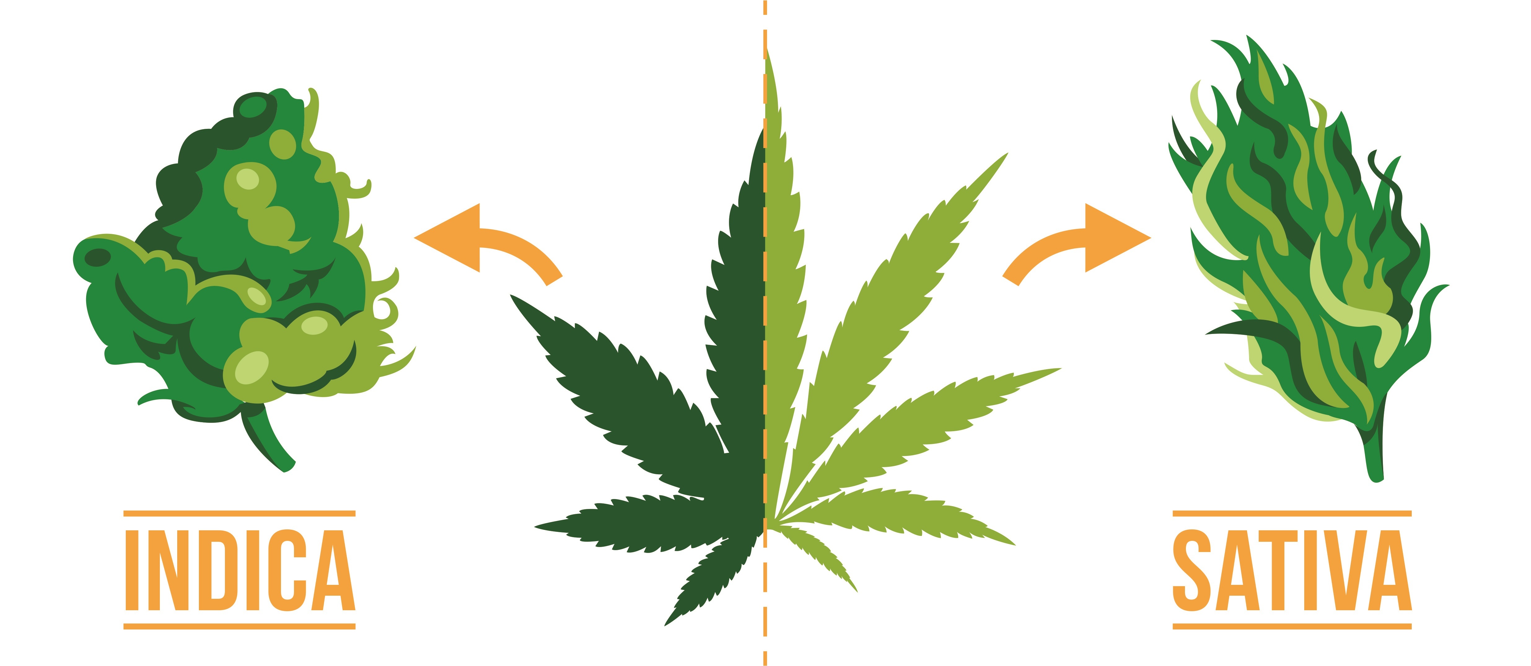 Cannabis indica e sativa presentano sostanziali differenze “fisiche” che permettono di distinguere con una certa facilità l’una e l’altra specie.