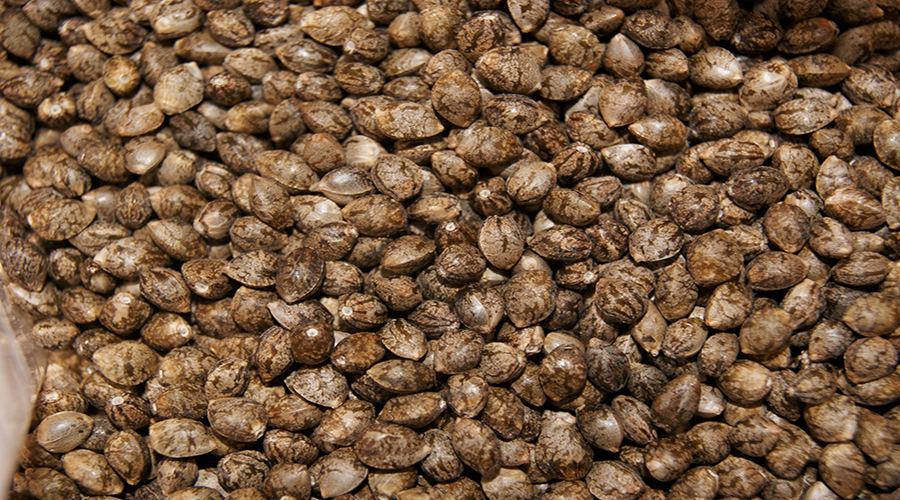 La principale caratteristica dei semi di canapa è data dal fatto che in realtà, possono essere considerati dal punto di vista botanico, i frutti della pianta stessa.