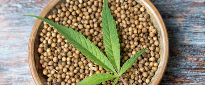I semi di canapa, dalle molteplici caratteristiche, presentano origini antiche. I semi di cannabis presentano molteplici ambiti di applicazione che spaziano dalla medicina alla cucina.