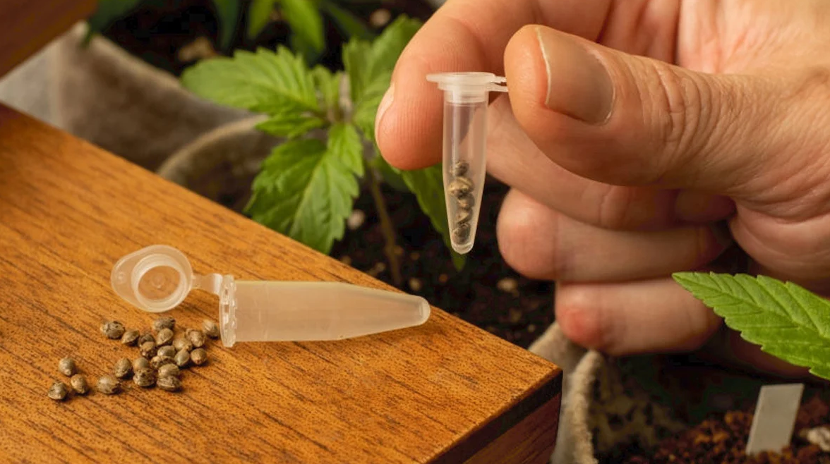 In una confezione da 10 semi di marijuana, ad esempio, possono emergere piante con fenotipi diversi