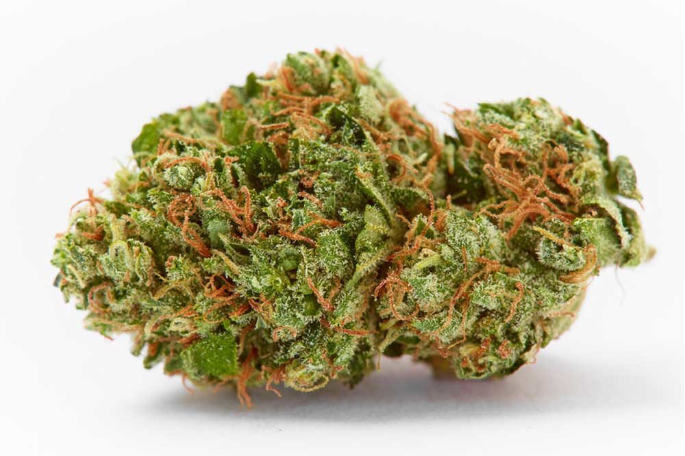 Suzy Q varietà di cannabis CBD