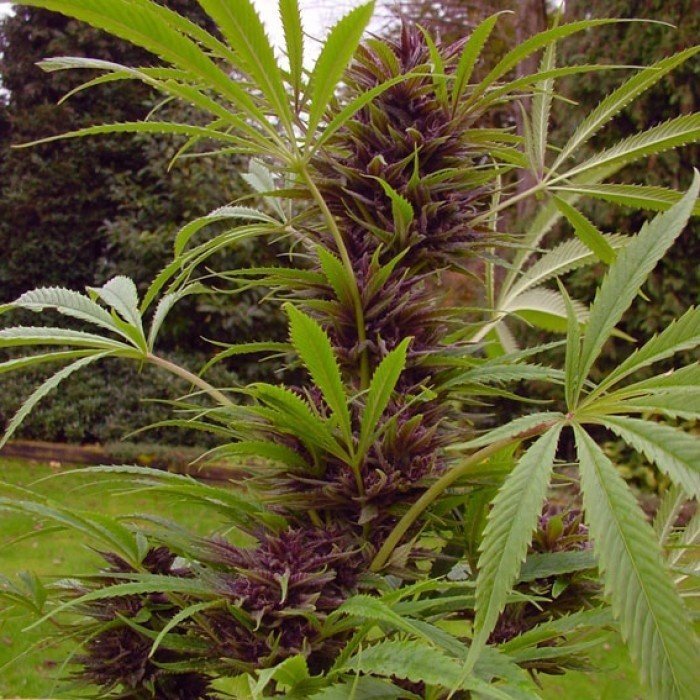Sweet Purple