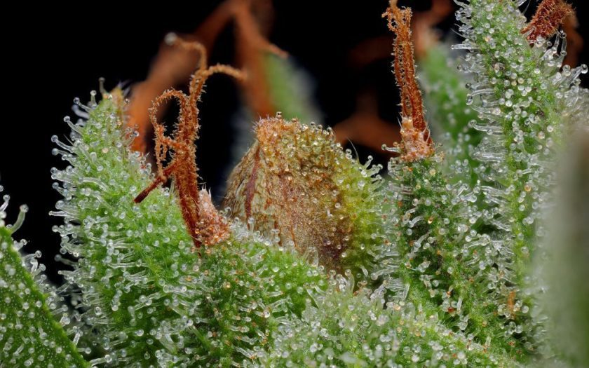 Terpeni Cannabis Terpeni Cannabis