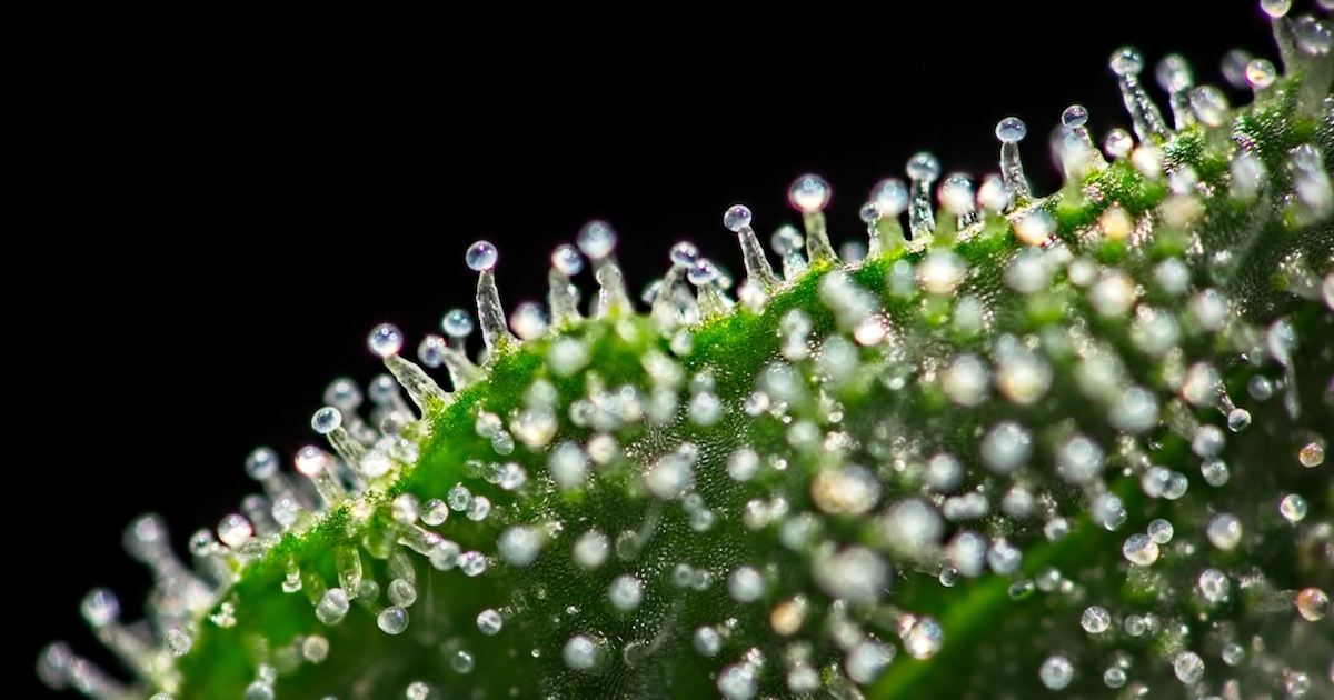 I tricomi, tipici nelle piante di cannabis, sono filamenti cristallini che ricoprono le infiorescenze di cannabis con un vero e proprio manto di resina in grado di influire in maniera significativa, sulla reale qualità dell’erba.