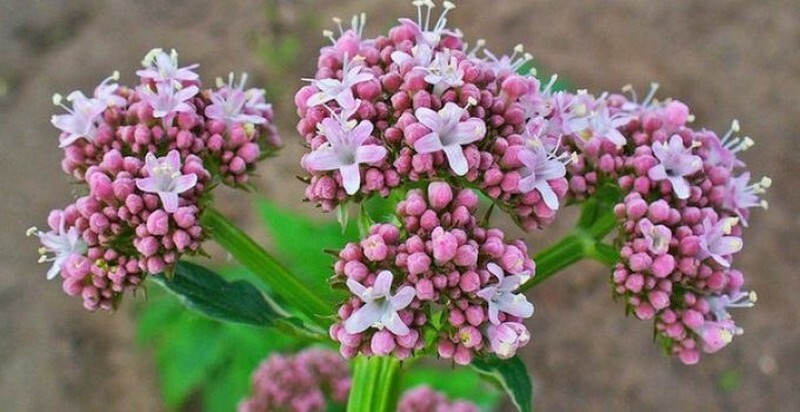 La valeriana